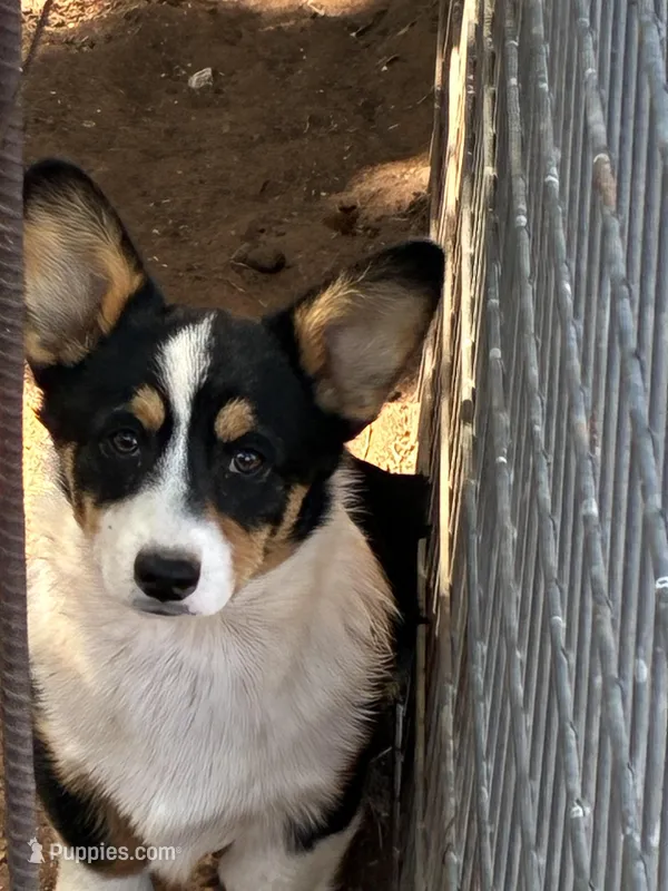 Cinch – Pembroke Welsh Corgi puppy for sale in Clovis, NM