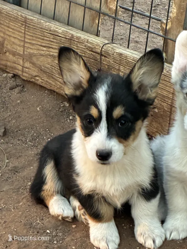 Cinch, a male Pembroke Welsh Corgi for sale in Clovis, NM – Photo 1 of 1