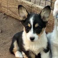 Cinch, a male Pembroke Welsh Corgi for sale in Clovis, NM – Photo 2 of 3
