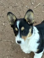 Cinch, a male Pembroke Welsh Corgi for sale in Clovis, NM – Photo 3 of 3