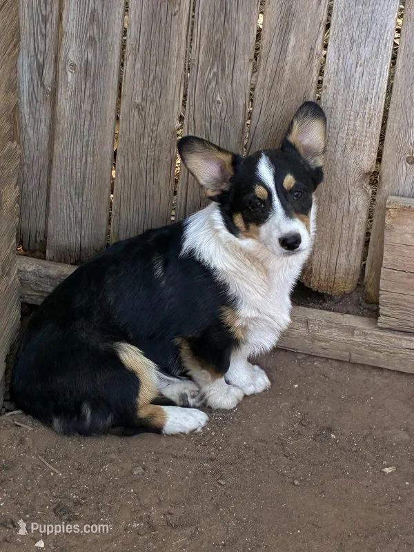 Cinch – Pembroke Welsh Corgi puppy for sale in Clovis, NM