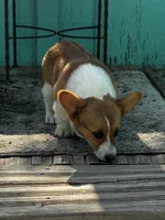 Levi, a female Pembroke Welsh Corgi for sale in Clovis, NM – 2 of 3