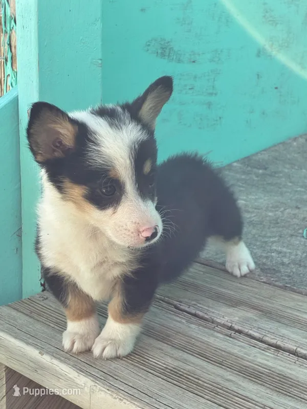 Lizzy – Pembroke Welsh Corgi puppy for sale in Clovis, NM