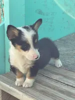 Lizzy, a female Pembroke Welsh Corgi for sale in Clovis, NM – 1 of 3
