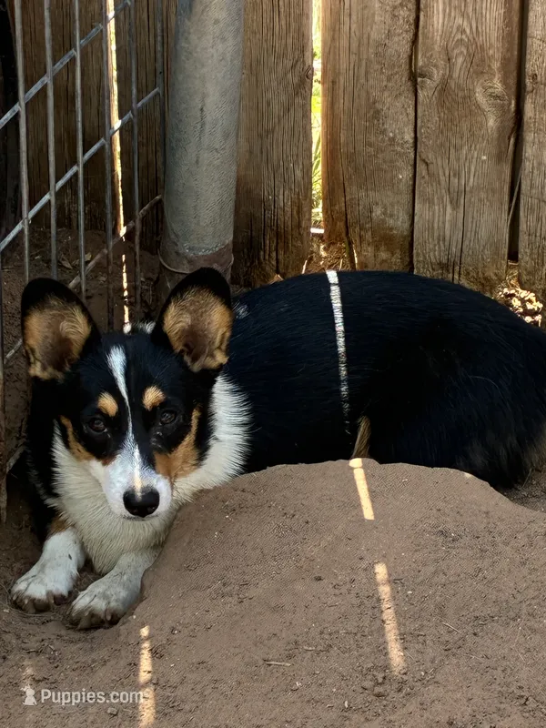 Cissy – Pembroke Welsh Corgi puppy for sale in Clovis, NM