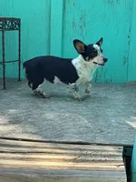 Remi, a female Pembroke Welsh Corgi for sale in Clovis, NM – 3 of 5
