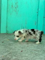 Ace, a male Pembroke Welsh Corgi for sale in Clovis, NM – 4 of 4