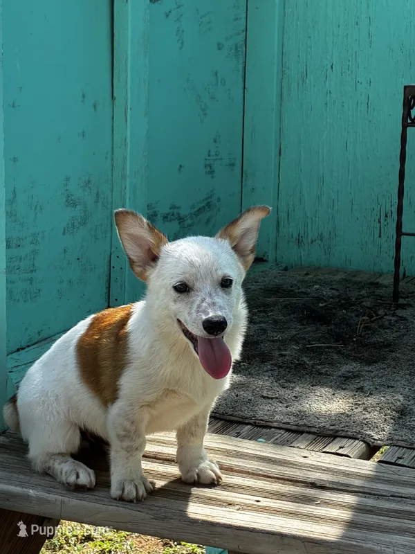Rowdy – Pembroke Welsh Corgi puppy for sale in Clovis, NM