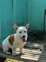 Rowdy, a male Pembroke Welsh Corgi for sale in Clovis, NM – 1 of 2