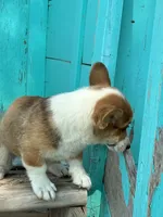 Tex, a male Pembroke Welsh Corgi for sale in Clovis, NM – 8 of 8