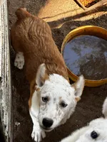 Wolf, a male Pembroke Welsh Corgi for sale in Clovis, NM – 3 of 3