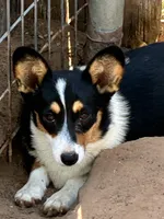 Cissy, a female Pembroke Welsh Corgi for sale in Clovis, NM – 2 of 2