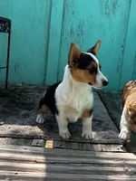 Raven, a female Pembroke Welsh Corgi for sale in Clovis, NM – 3 of 3