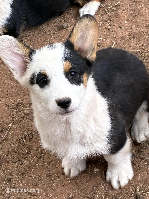 Apache – Pembroke Welsh Corgi puppy for sale in Clovis, NM