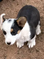 Apache, a male Pembroke Welsh Corgi for sale in Clovis, NM – 2 of 2