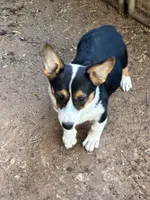 Raven, a female Pembroke Welsh Corgi for sale in Clovis, NM – 1 of 2
