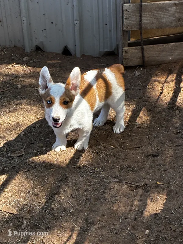 Rowdy – Pembroke Welsh Corgi puppy for sale in Clovis, NM