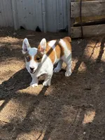 Rowdy, a male Pembroke Welsh Corgi for sale in Clovis, NM – 1 of 2
