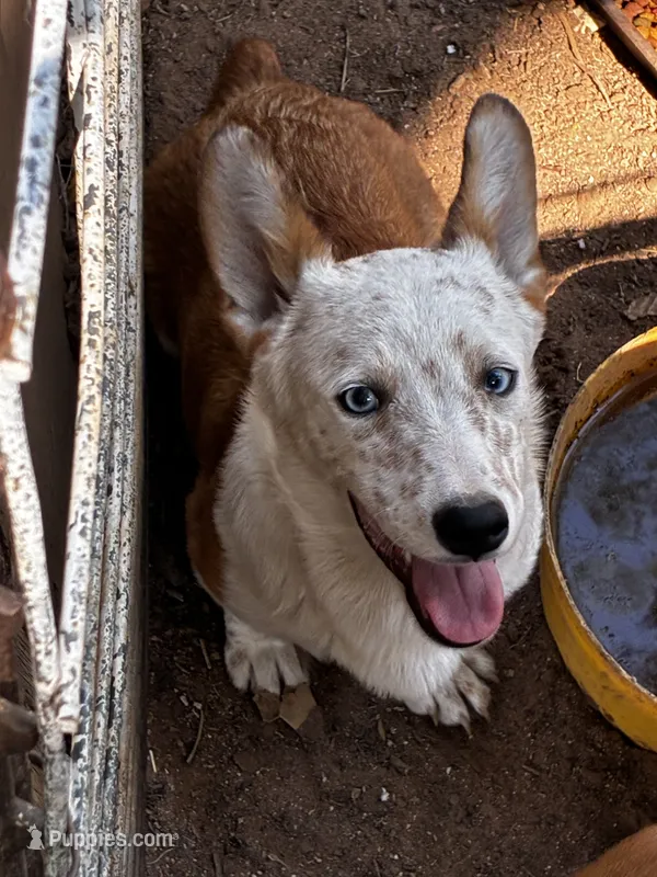 Wolf – Pembroke Welsh Corgi puppy for sale in Clovis, NM