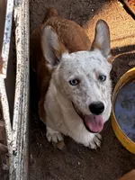 Wolf, a male Pembroke Welsh Corgi for sale in Clovis, NM – 1 of 3