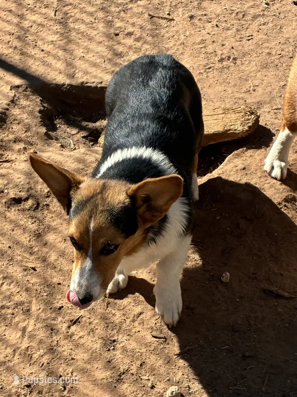 Jake – Pembroke Welsh Corgi puppy for sale in Clovis, NM