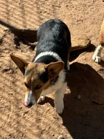 Jake, a male Pembroke Welsh Corgi for sale in Clovis, NM – 1 of 4