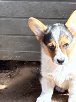 Apache, a male Pembroke Welsh Corgi for sale in Clovis, NM – 2 of 3