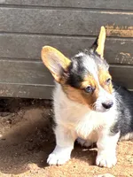 Apache, a male Pembroke Welsh Corgi for sale in Clovis, NM – 3 of 3
