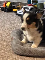 Lucy, a female Pembroke Welsh Corgi for sale in Clovis, NM – Photo 2 of 2