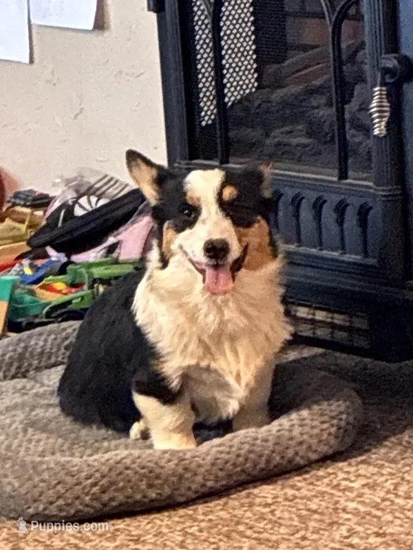 Lucy – Pembroke Welsh Corgi puppy for sale in Clovis, NM