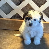 Lady, a female Yorkshire Terrier for sale in Clovis, NM – Photo 1 of 2