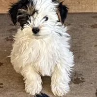 Lady, a female Yorkshire Terrier for sale in Clovis, NM – Photo 2 of 2