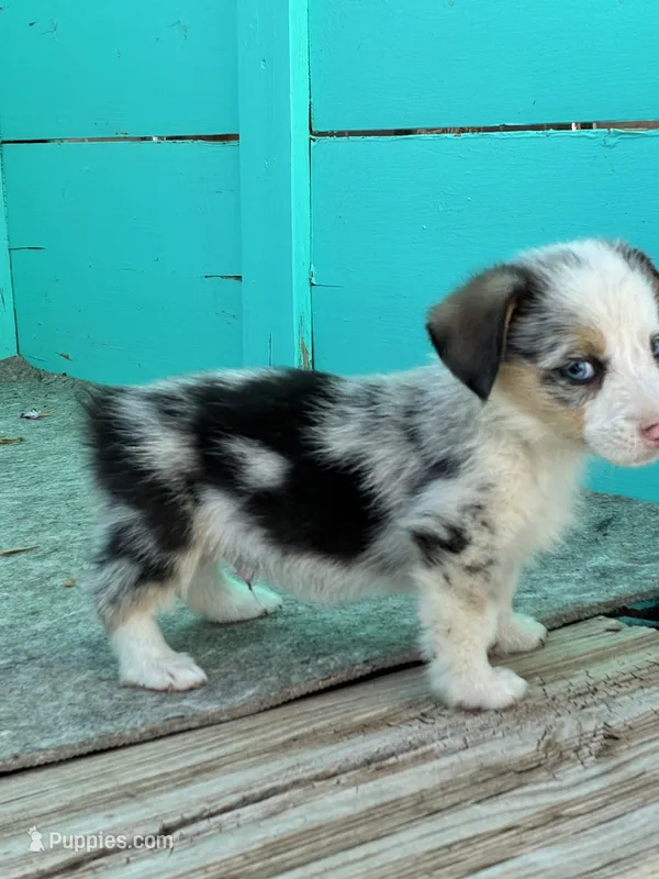Ace – Pembroke Welsh Corgi puppy for sale in Clovis, NM