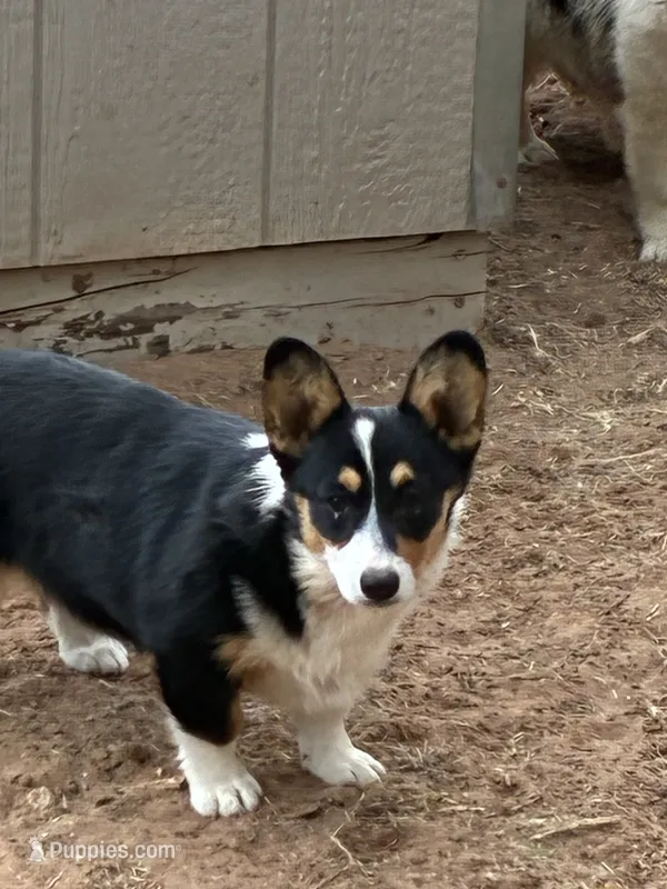 Cinch, a male Pembroke Welsh Corgi for sale in Clovis, NM – 1 of 2