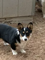 Cinch, a male Pembroke Welsh Corgi for sale in Clovis, NM – 1 of 2