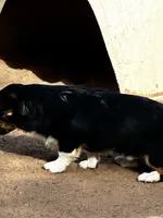 Clyde, a male Pembroke Welsh Corgi for sale in Clovis, NM – 2 of 2