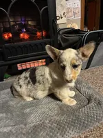 Molly, a female Pembroke Welsh Corgi for sale in Clovis, NM – Photo 5 of 5