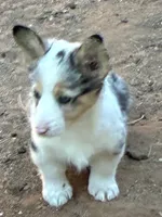 Molly, a female Pembroke Welsh Corgi for sale in Clovis, NM – Photo 2 of 5