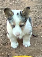 Molly, a female Pembroke Welsh Corgi for sale in Clovis, NM – Photo 3 of 5