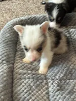 Molly, a female Pembroke Welsh Corgi for sale in Clovis, NM – Photo 2 of 2