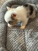 Molly, a female Pembroke Welsh Corgi for sale in Clovis, NM – Photo 1 of 2