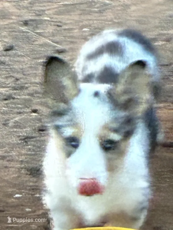 Molly – Pembroke Welsh Corgi puppy for sale in Clovis, NM