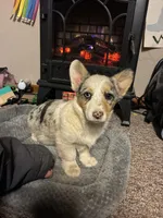 Molly, a female Pembroke Welsh Corgi for sale in Clovis, NM – Photo 4 of 5