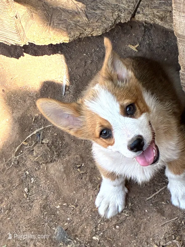 Cowboy – Pembroke Welsh Corgi puppy for sale in Clovis, NM