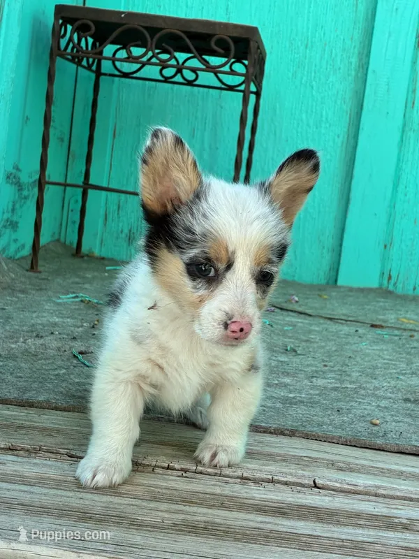 Molly – Pembroke Welsh Corgi puppy for sale in Clovis, NM