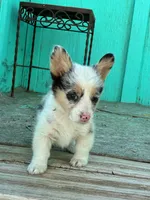 Molly, a female Pembroke Welsh Corgi for sale in Clovis, NM – 1 of 4