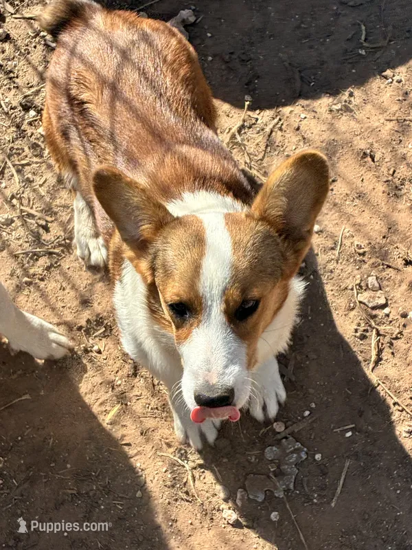 Stetson, a male Pembroke Welsh Corgi for sale in Clovis, NM – 1 of 2