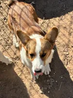 Stetson, a male Pembroke Welsh Corgi for sale in Clovis, NM – 1 of 2