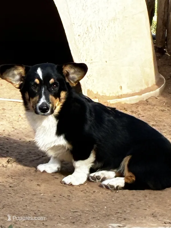 Clyde – Pembroke Welsh Corgi puppy for sale in Clovis, NM