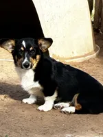 Clyde, a male Pembroke Welsh Corgi for sale in Clovis, NM – 1 of 2